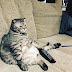 The Most Famous Cats On Internet - Part 1 [ Pictures - Videos ]