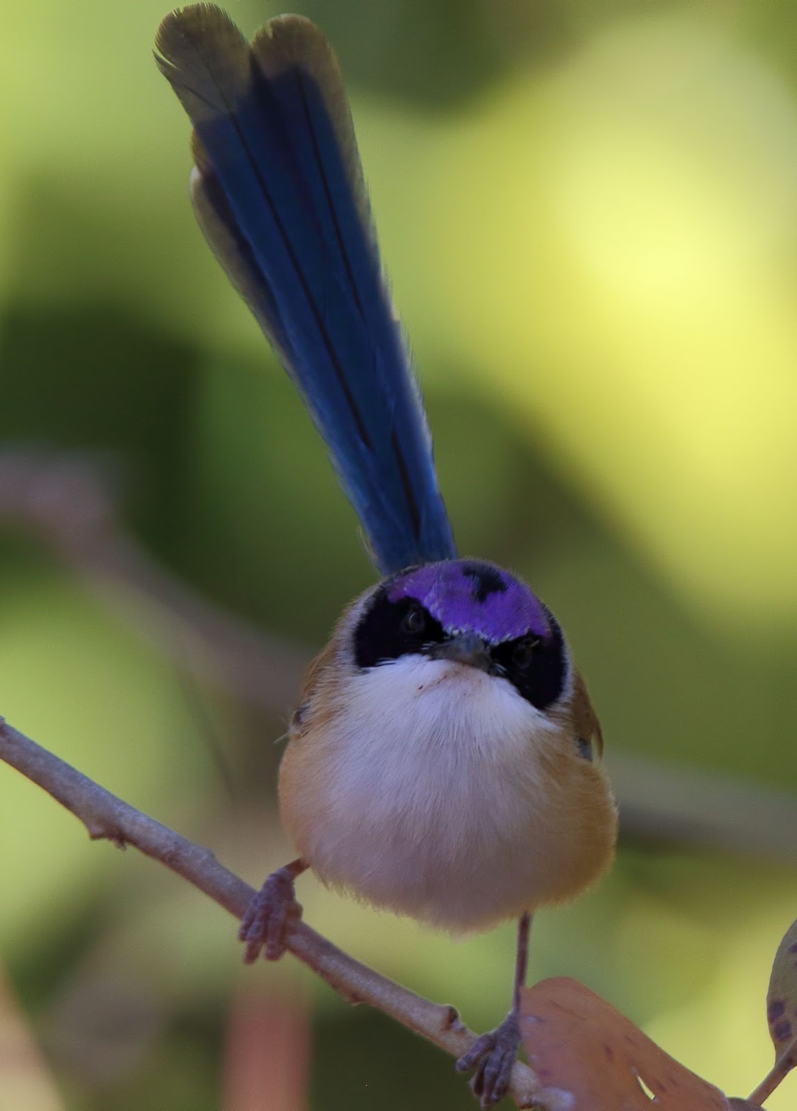 purple crowned fairy wren purple crowned fairy wren