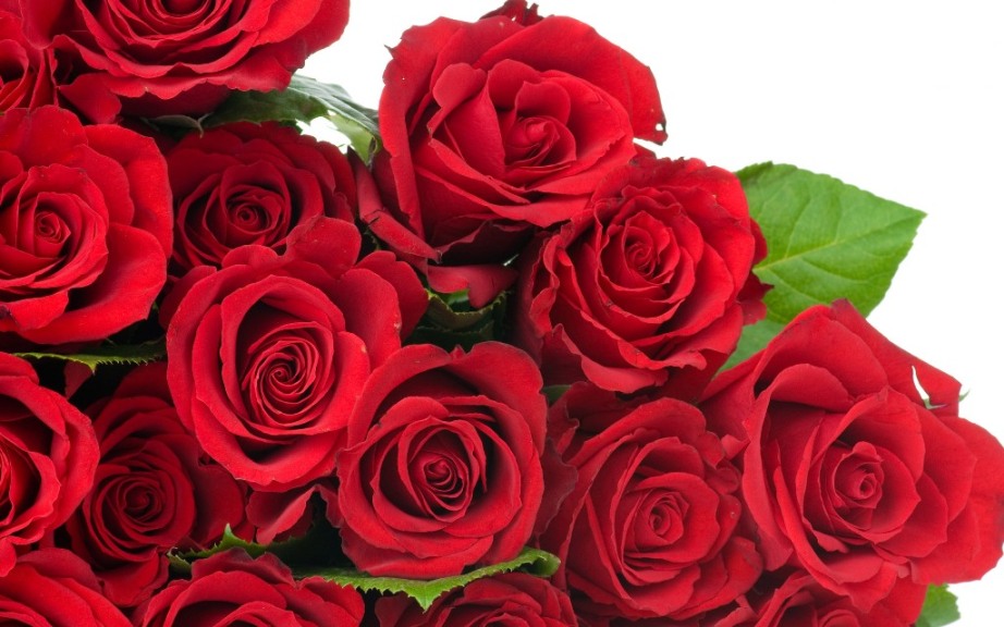 Red Roses Flowers Picture