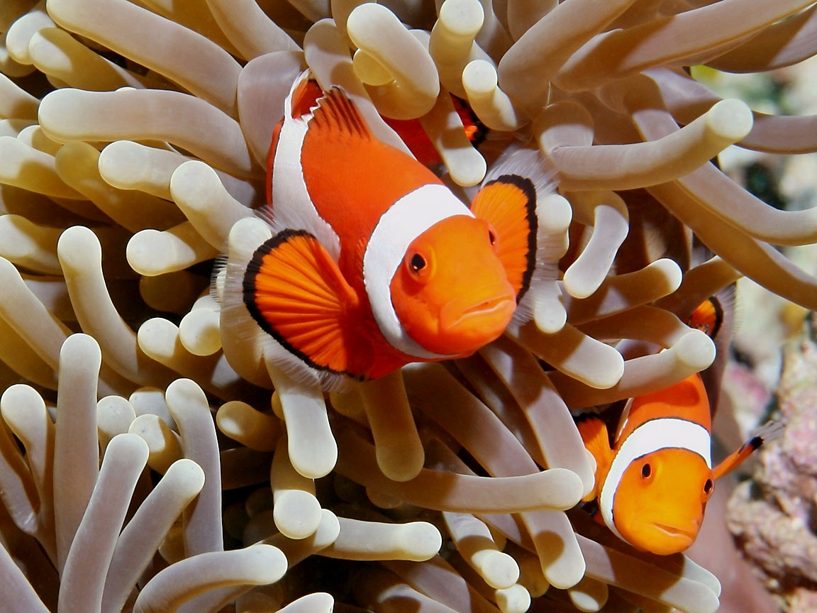 Ikan Nemo Fish Aquarium Badut Clown Biasa Dimaksud Cocok Cii