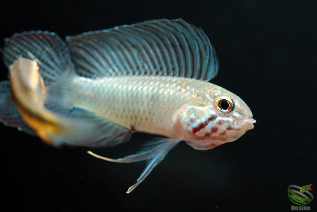 Apistogramma lineata