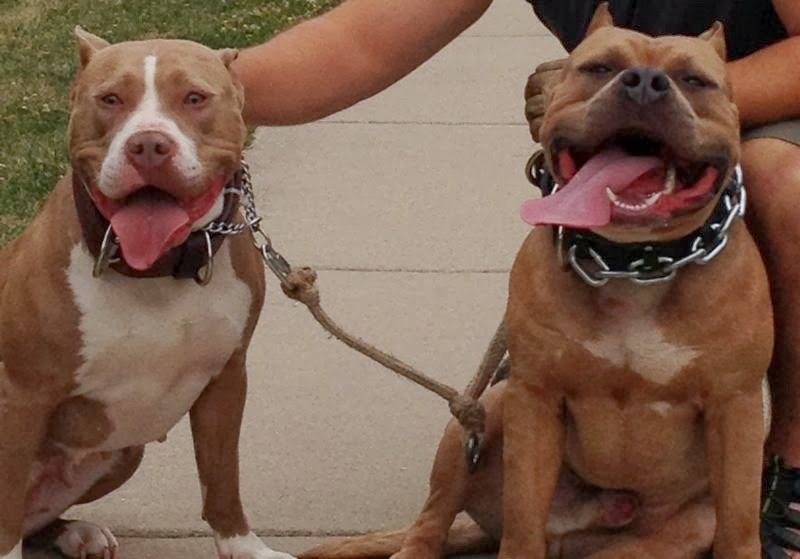 Питбуль команда. Американский питбуль самка. питбуль адба. питбуль аватар.