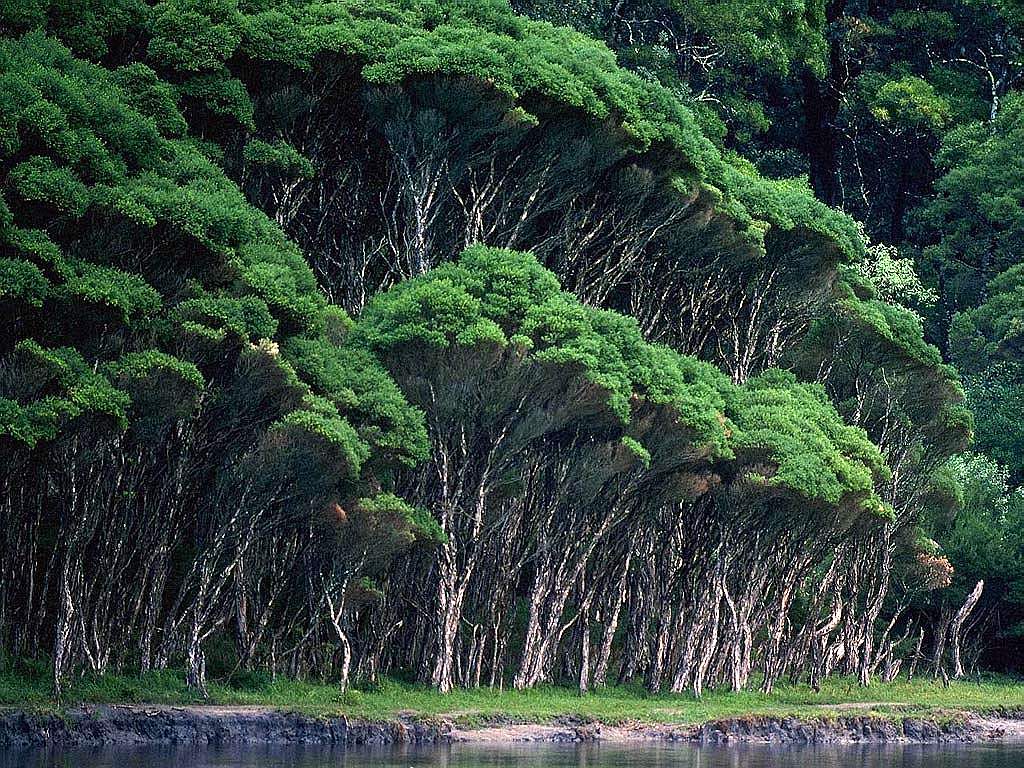 Top Gambar Kartun Pemandangan Hutan Kolek Gambar Top Gambar Kartun Pemandangan Hutan Kolek Gambar