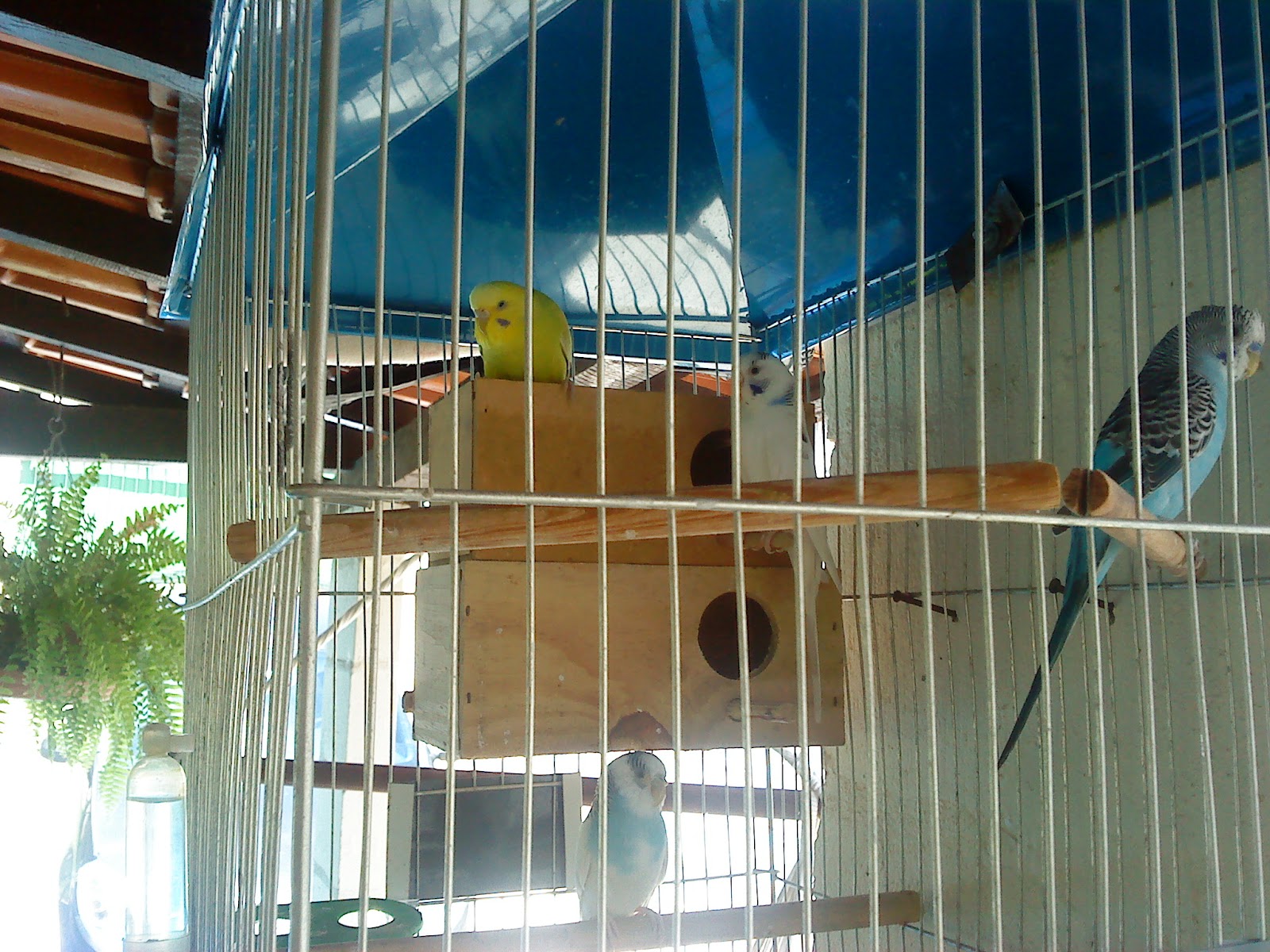 BABÁ PET Cuidando do seu bichinho de estimação Família BABÁ PET.