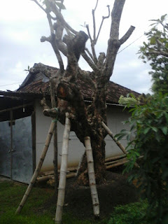 http:www.honaylandscape.blogsot.com/alt/img jual kamboja fosil surabaya honaylandscape.blogspot.com