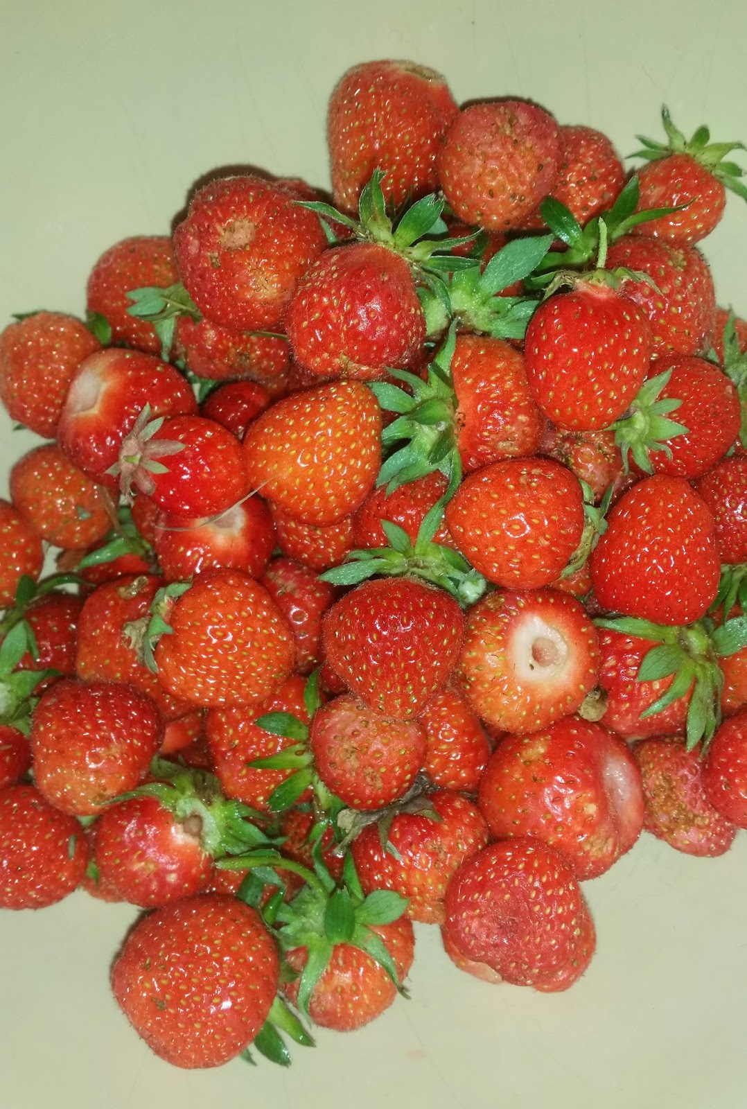 Tales from Swallow Farm A Plague of Strawberry Seed Beetles