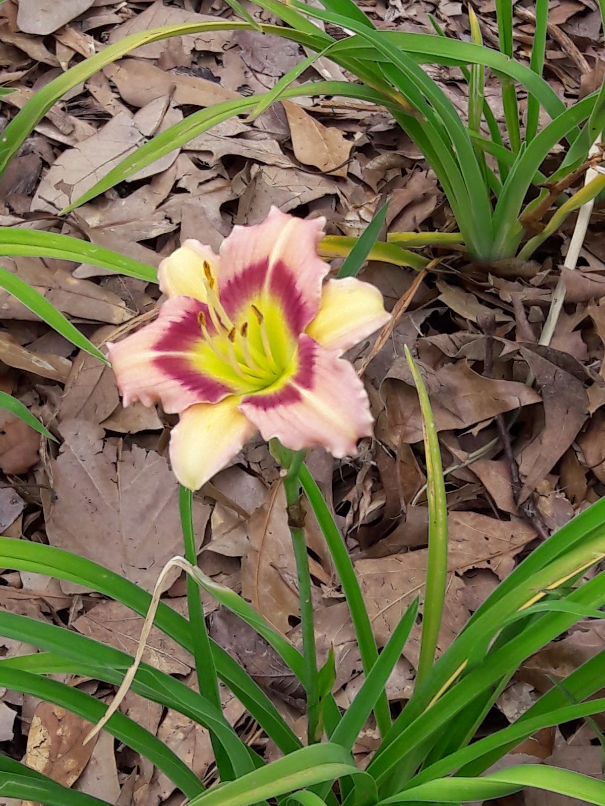 Big Chicken Daylily Farm