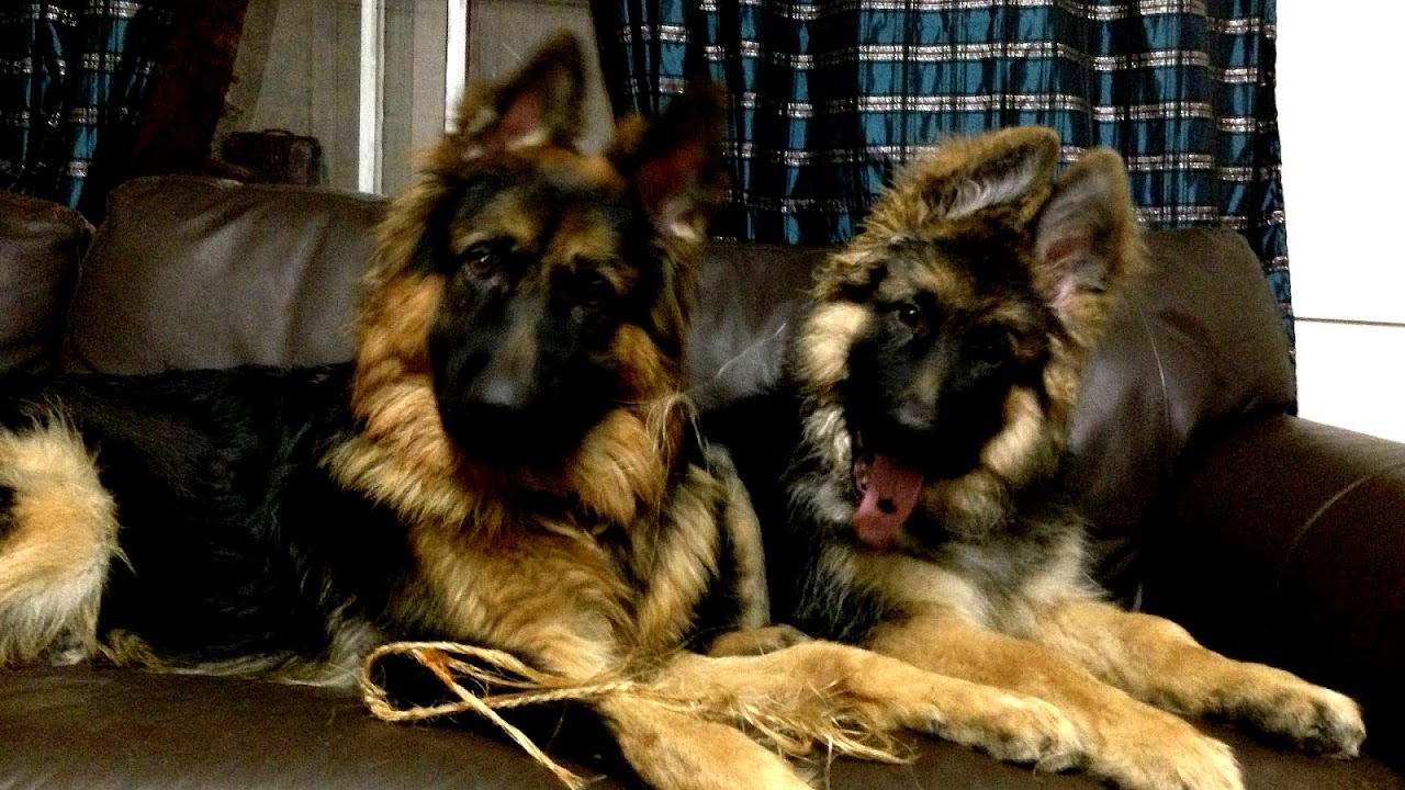 plush coat german shepherd puppies