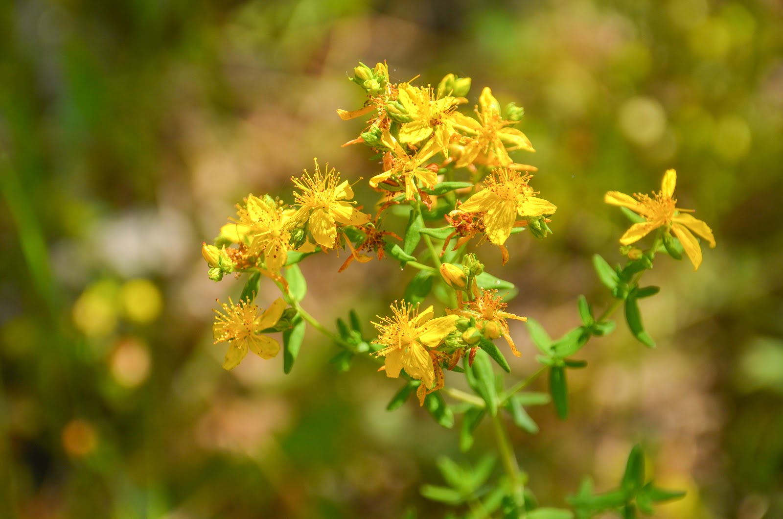 Perforate St John'swort Hypericum perforatum a cure for injuries