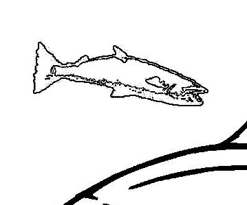baby fish coloring pages portrait - photo #46
