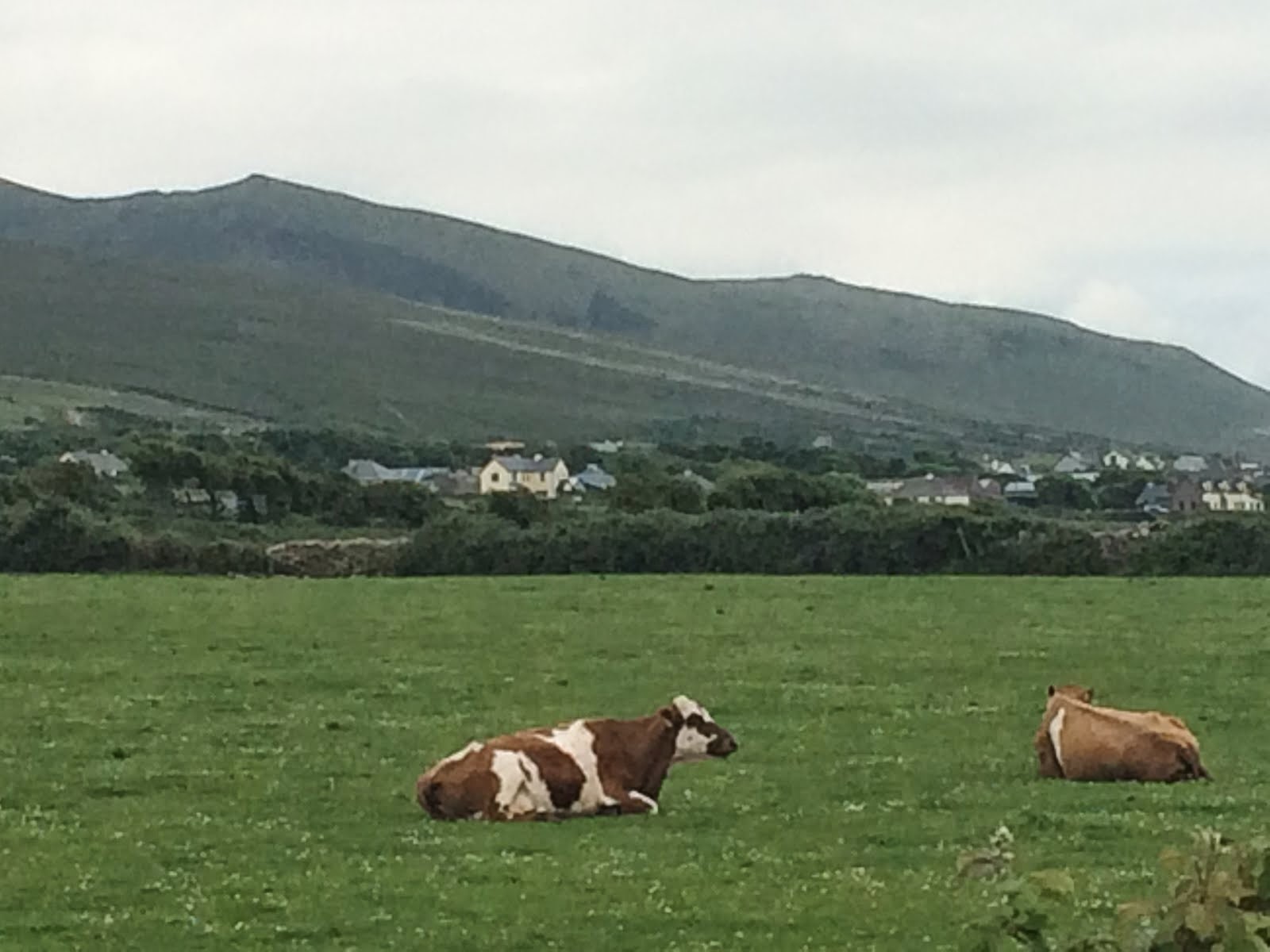 Irish cows must be the happiest.
