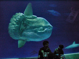 sunfish mola mola in aquarium