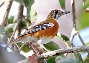 Mengenal Burung Anis Cendana Lebih Dekat Budidaya Burung