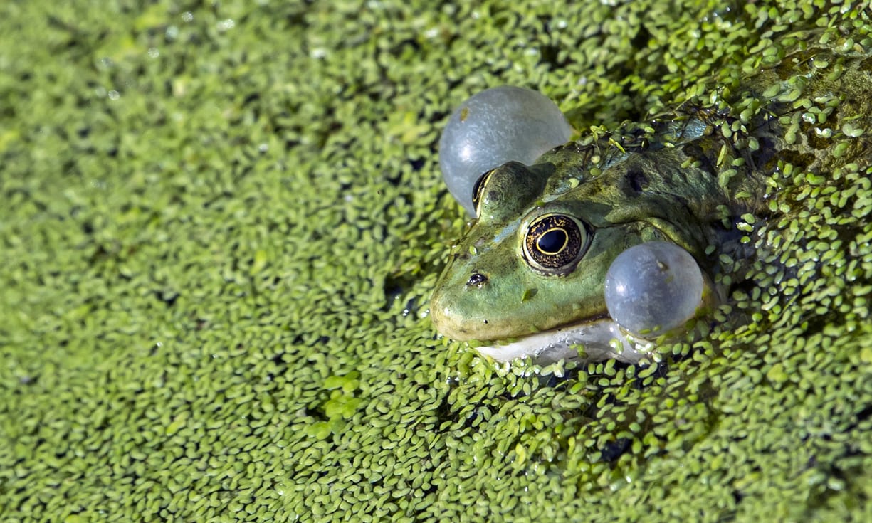 загрязнение океана кислотными дождями. гибель животных от кислотных дождей. последствия кислотных дождей на животных. кислотные дожди и животные. повреждение листьев кислотными дождями.