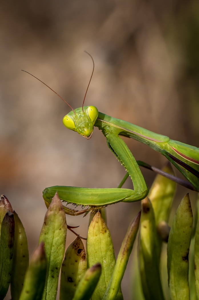Богомолов ,,Mantis religiosa. Богомол обыкновенный Mantis religiosa самец. Изумрудный богомол. Mantis religiosa коричневый.