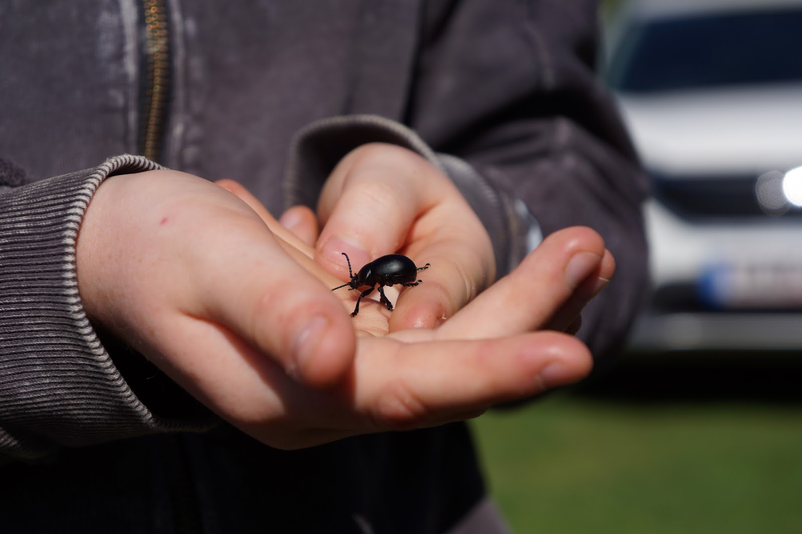 boy holding a black beetle bug