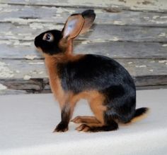 Breed Rabbit and Cavies: Agustus 2016