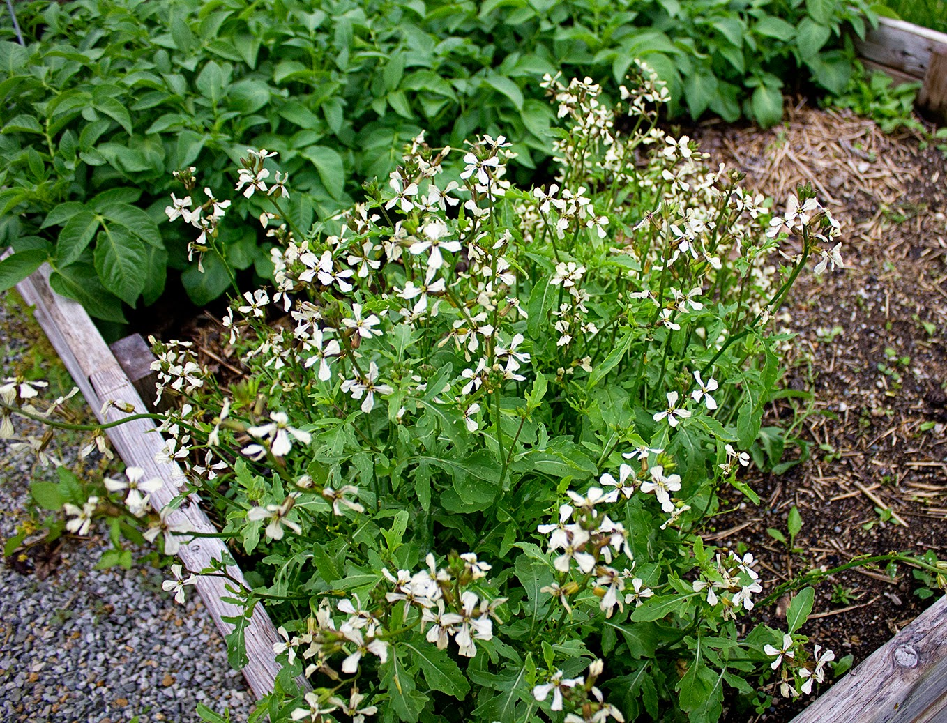 Rurification Robin Edmundson Arugula Flowers