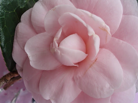 Camellia