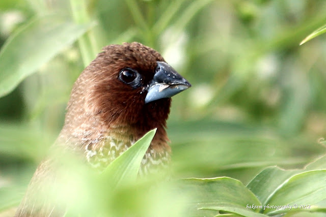 Hakeem Photography Scalybreasted Munia (Lonchura punctulata)