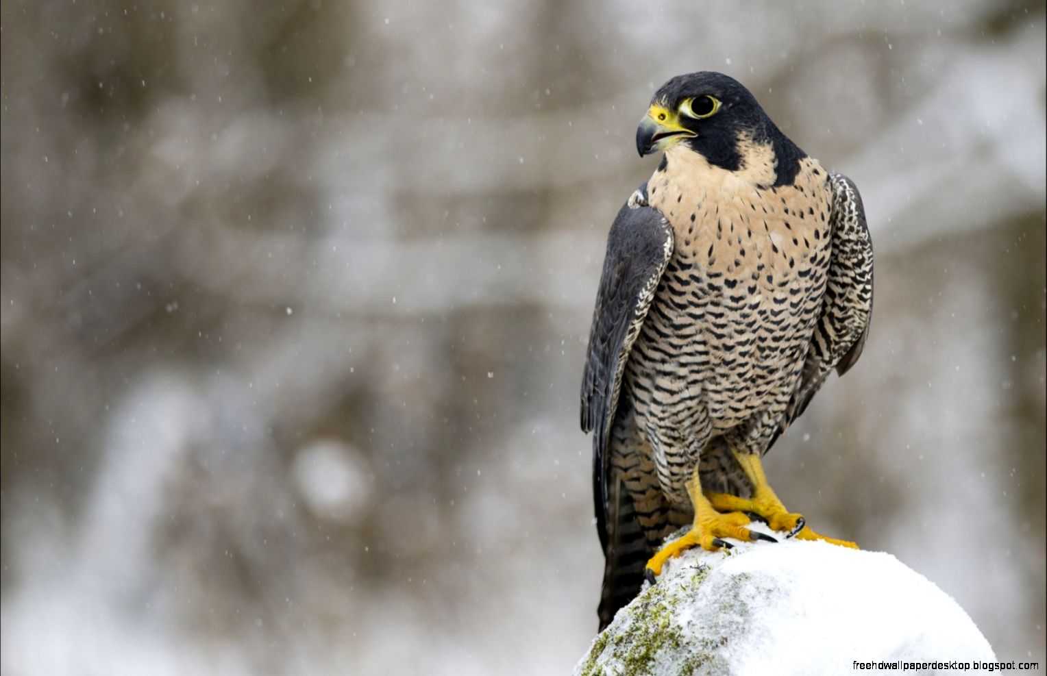 Winter Bird Desktop