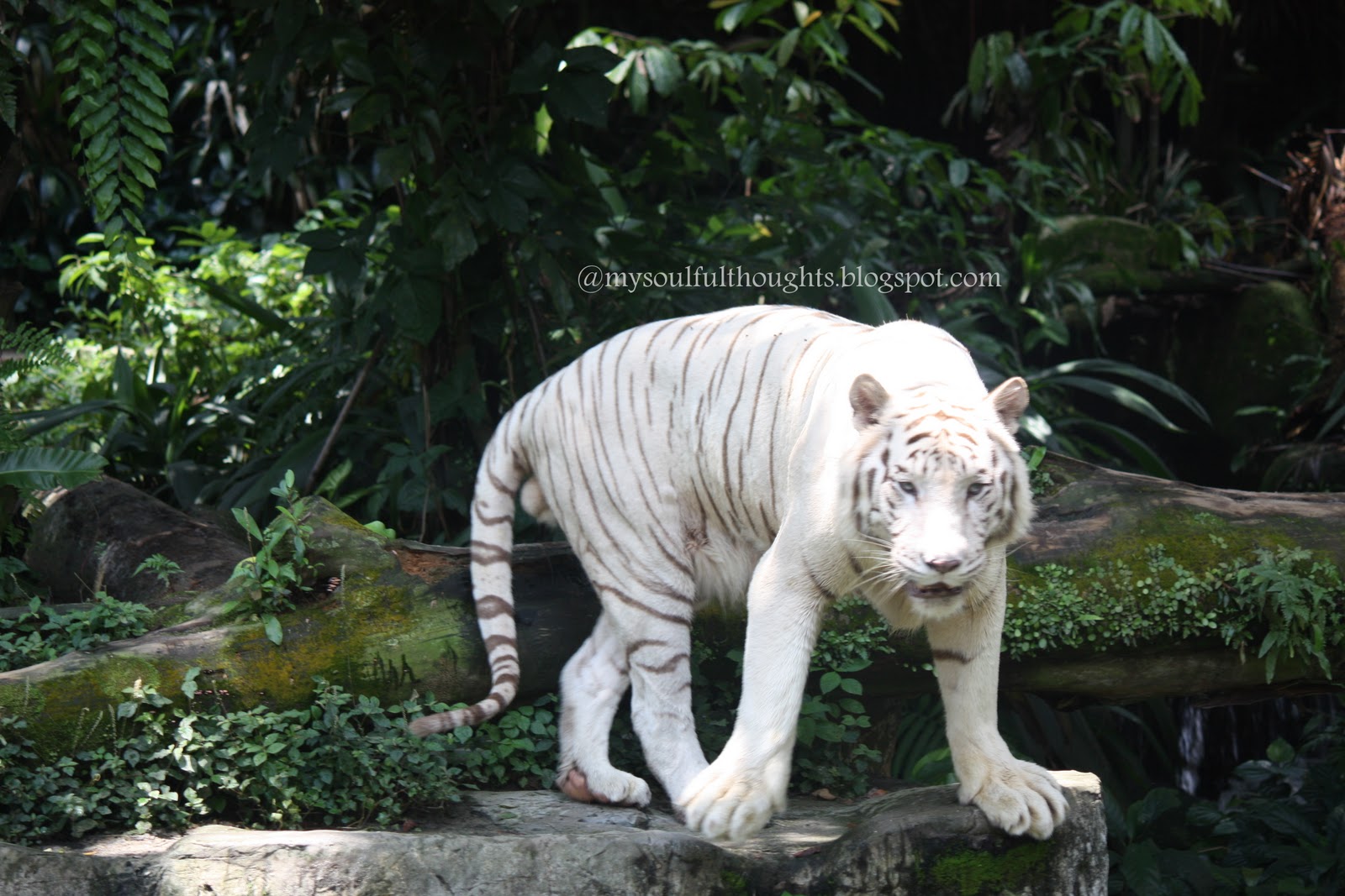Heart of Rachel Revisiting 2011 Singapore Trip part 1