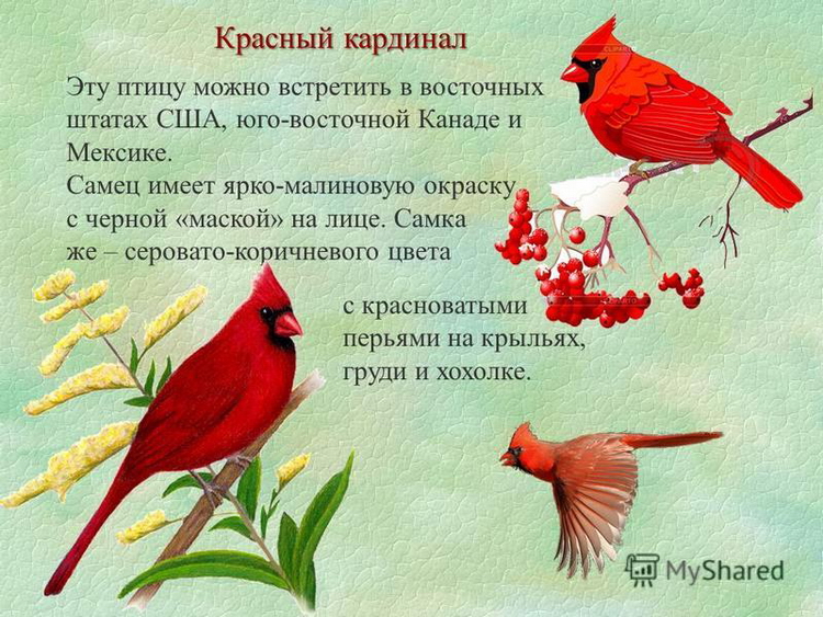 Красный встречаться. Красный Кардинал самка и самец. Красный Кардинал птица самка. Красный Кардинал птица презентация. Интересные факты про красного кардинала.