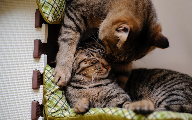 Twee knuffelende katten