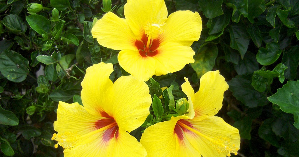 KEMBARA ALAM AADK: Bunga Raya - Bunga Kebangsaan Malaysia