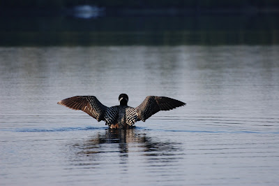 Loon 3 of 3 Photo by Trisha Field