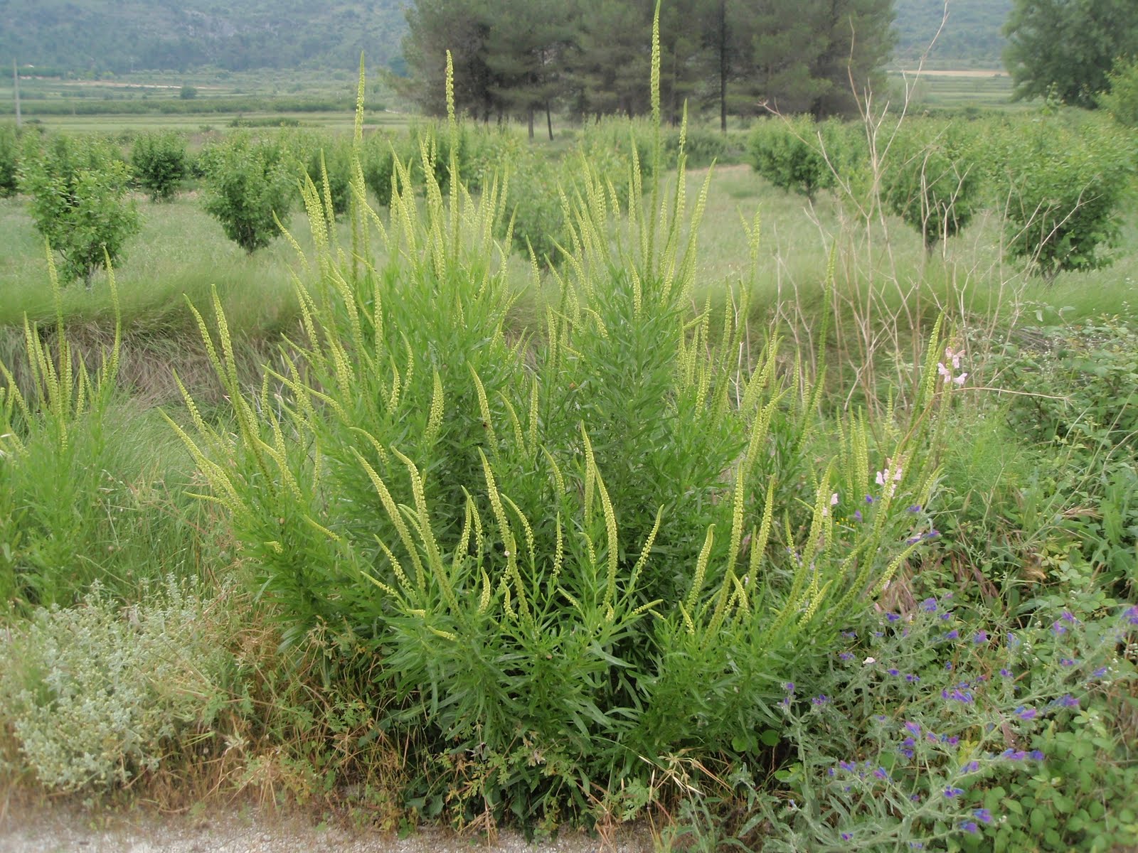 HERBARIO VIRTUAL DE BANYERES DE MARIOLA Y ALICANTE: Reseda luteola ...