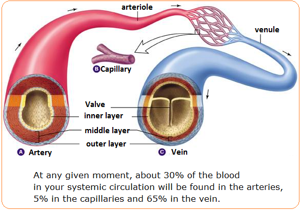 72 Arteries Veins And Capillaries Structure And Functions