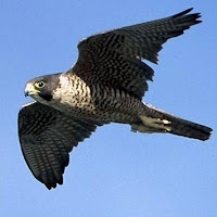 peregrine falcon, the fastest bird on Earth