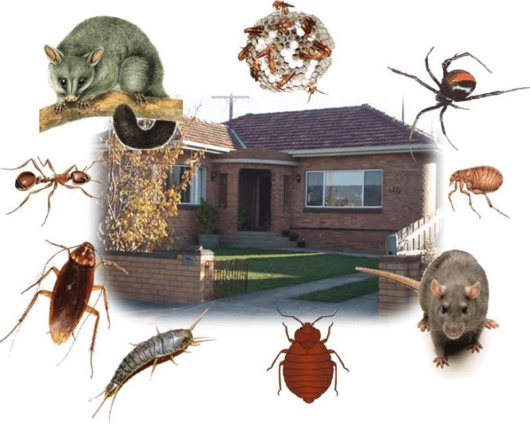Real Pest Control Apartment Living How To Get the Pest Control Done?