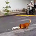 بالصور والفيديو.. لقطات مؤثرة لكلب يحاول إحياء صديقه بعد تعرضه لحادث مروع