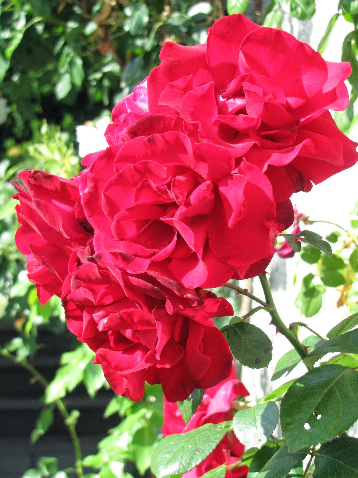 Rothenblog Die Rosenzeit im Garten