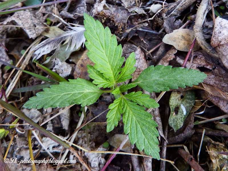 buy marijuana seedlings buy marijuana seedlings
