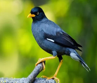 Erek Erek Burung Jalak 2d 3d 4d Menurut Buku Mimpi Erek Erek Erek Erek Burung Jalak 2d 3d 4d Menurut Buku Mimpi Erek Erek