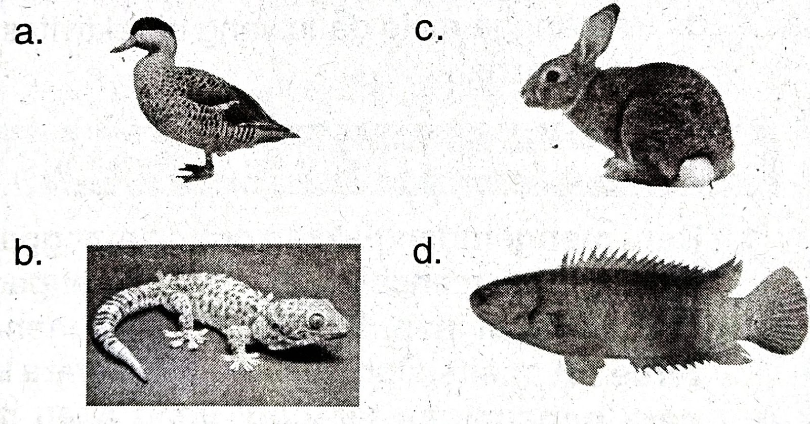 Contoh Soal Ulangan Harian Reproduksi Pada Tumbuhan Dan Hewan Ipa Smp Kelas 9 Kurikulum 2013