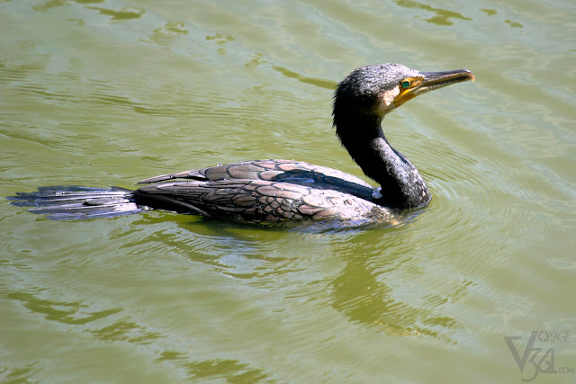 Cormorant Cormorant