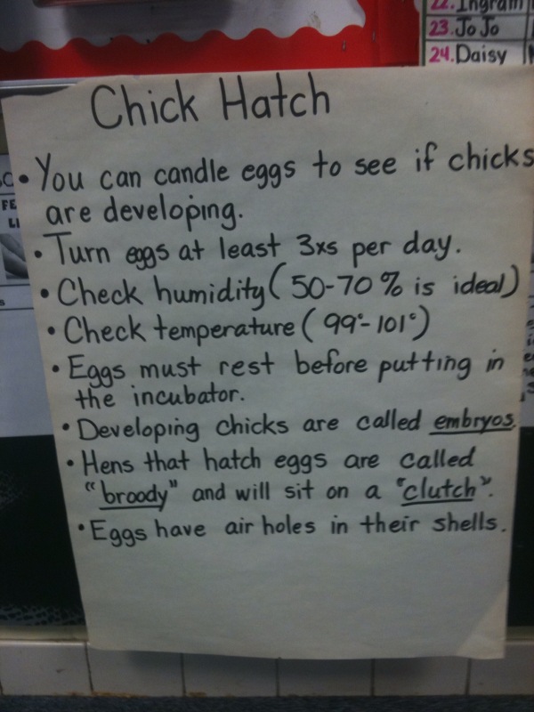 mrs-chappell-s-2nd-grade-blog-chick-data-from-day-10