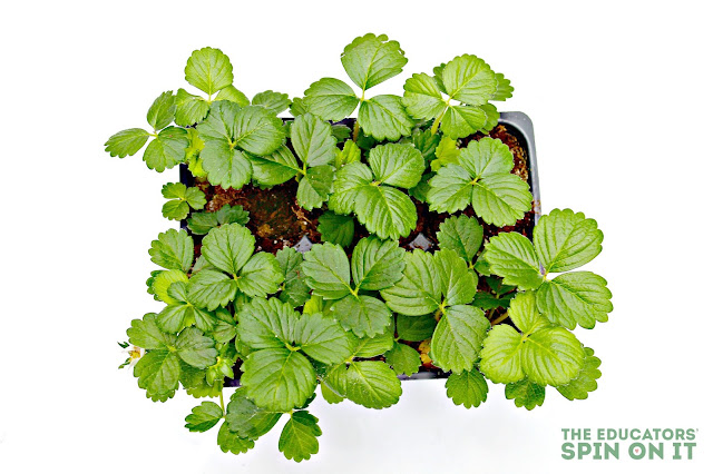 Strawberry Plants for STEM Challenge, Gardening with kids