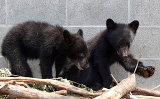 Filhotes de urso Athena e Jordan estão na instituição de proteção ambiental North Island Wildlife Rocover Association, em foto de 8 de julho (Foto: Chad Hipolito/The Canadian Press via AP)