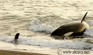 Amanecer en Punta Norte - Orcas con el sol naciente