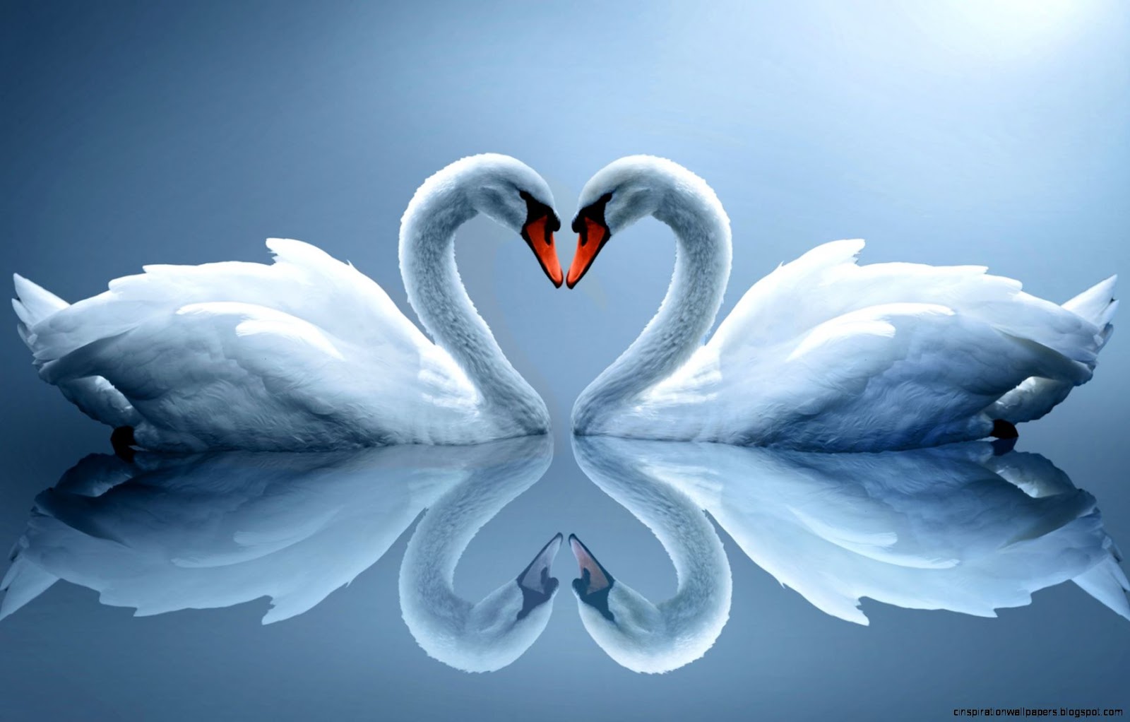 Two Swans Heart