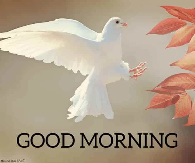 good morning images with peace bird