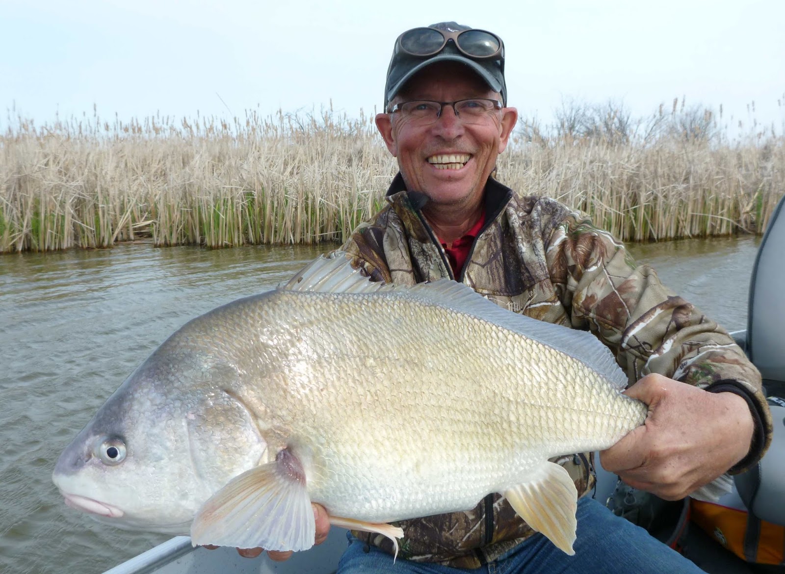Freshwater drum an interesting Manitoba fish – Winnipeg Free Press