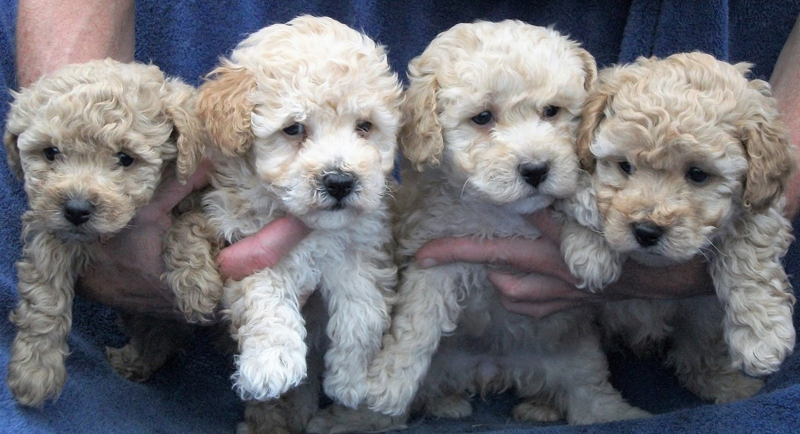 B & C Kennels Poodles Toys