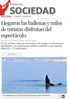 Llegaron las ballenas a Puerto Madryn nota del diario Clarín