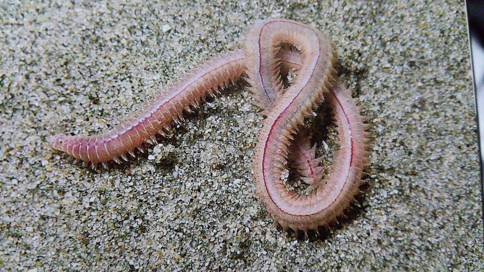 Морской червь размер. Пескожил кольчатые черви. Многощетинковые черви Нереида. Нереис кольчатый червь.